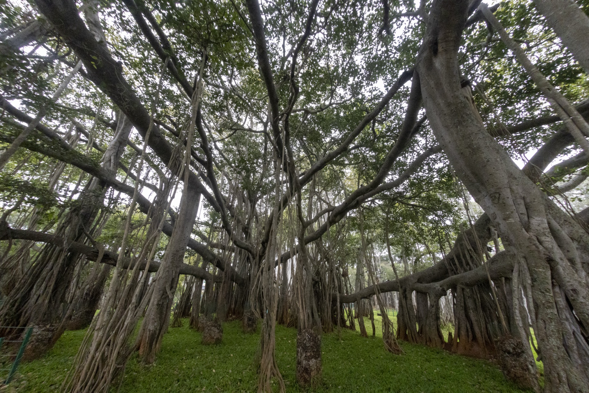 Three Trees, Three Stories